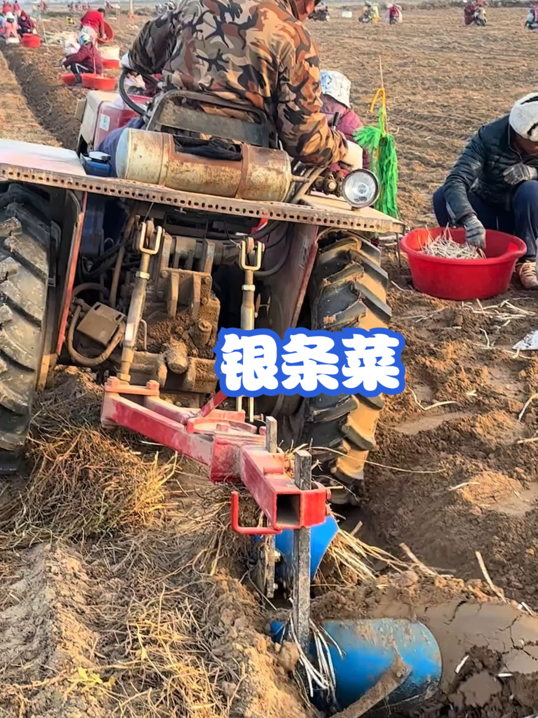 银条菜