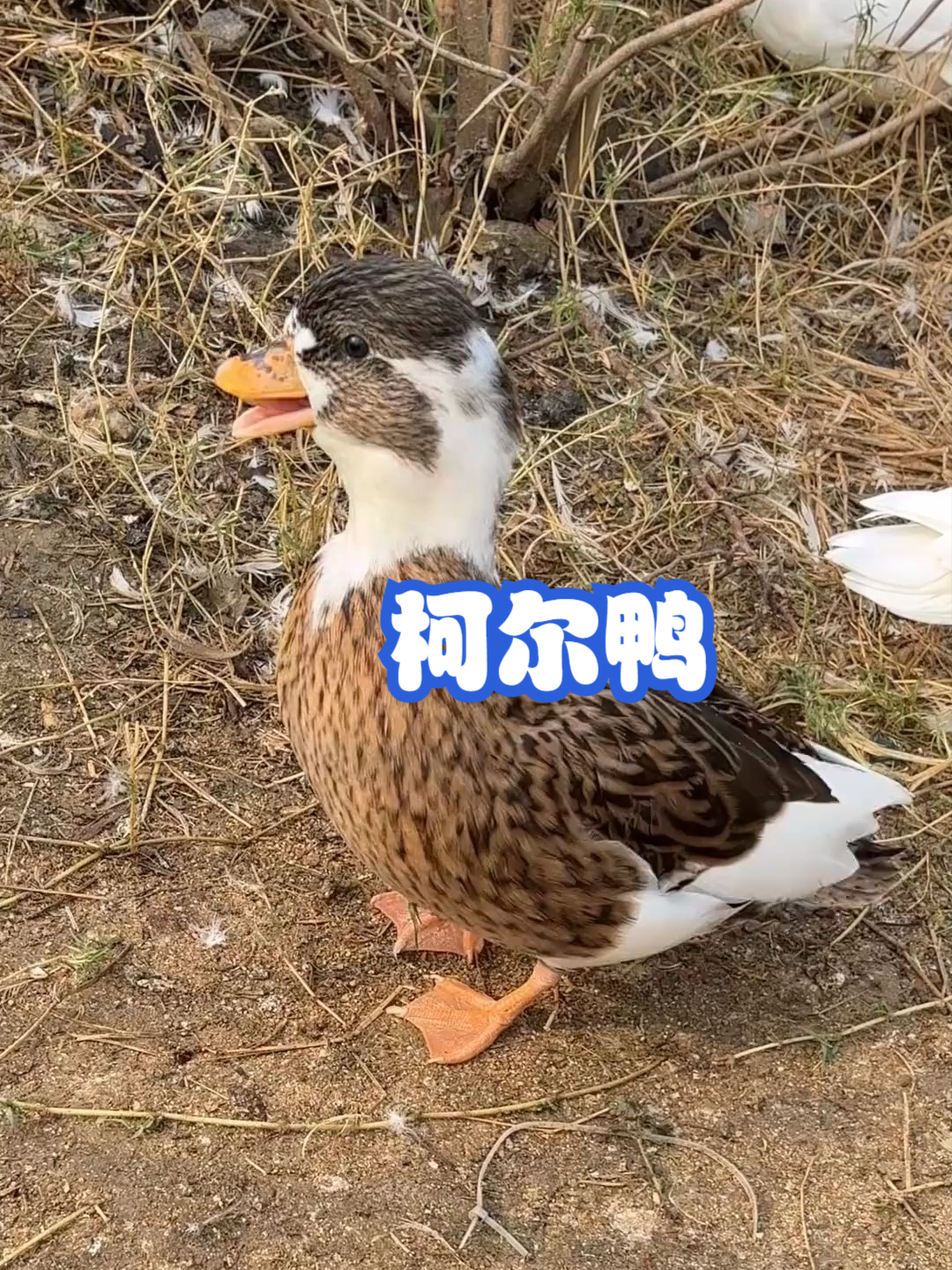 柯尔鸭