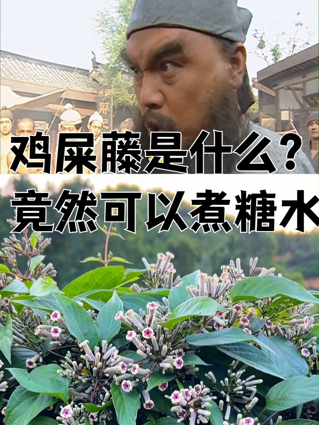 鸡屎藤是什么？竟然可以煮糖水