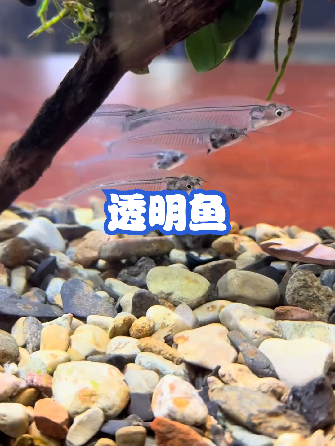 透明鱼