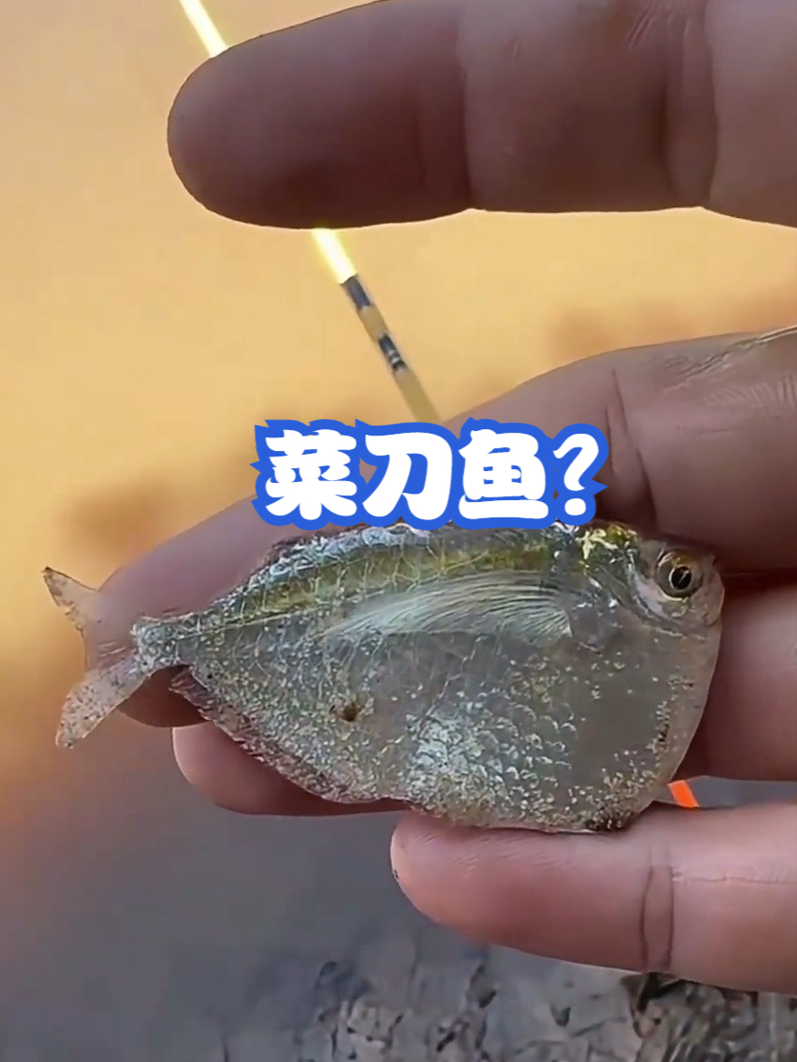 菜刀鱼？