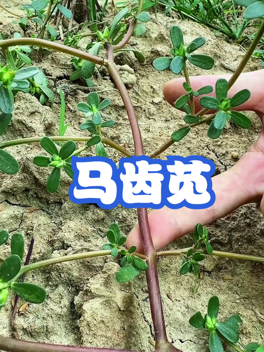 马齿苋