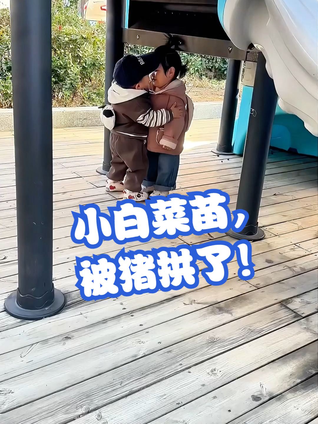小白菜苗，被猪拱了！