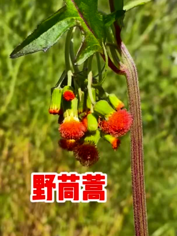 野茼蒿也叫“革命菜”，能邦咱补充营养，看看你认识吗？
