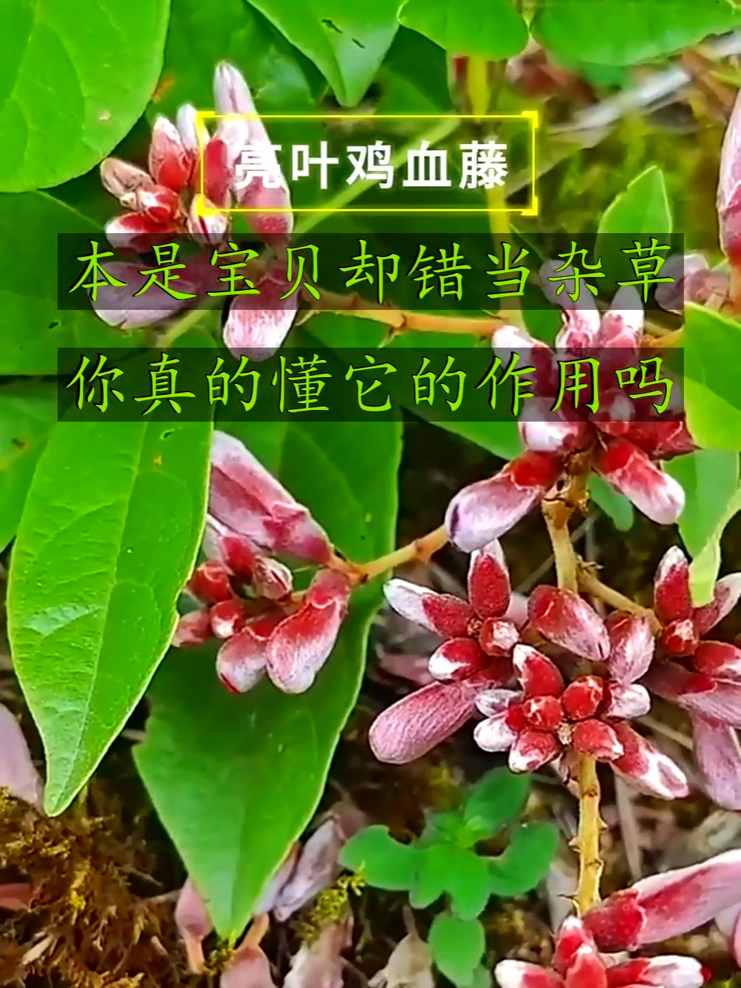 你知道鸡血藤有多少种吗,不是每种都能当鸡血藤用哦,别再踩坑了