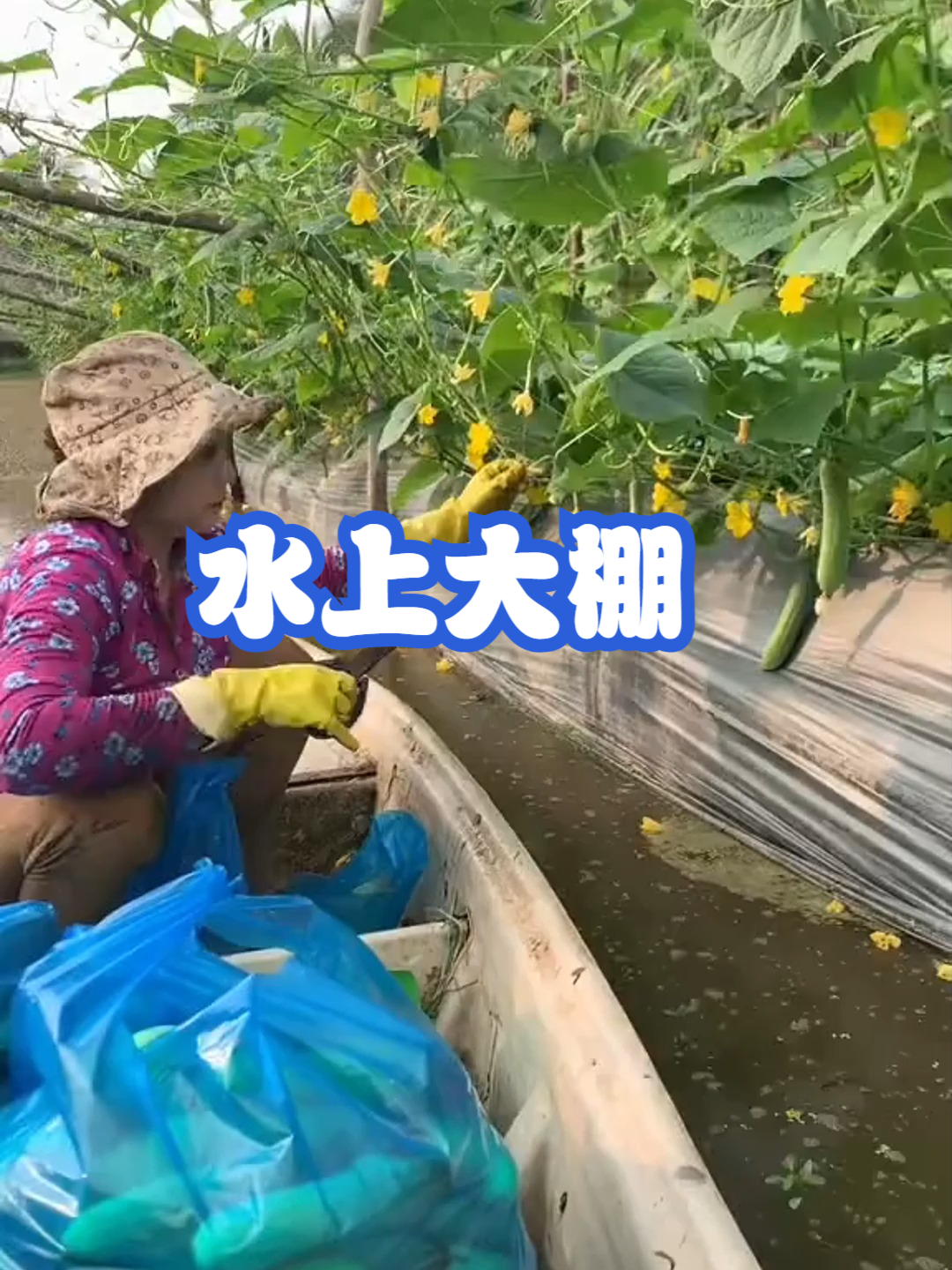 水上大棚