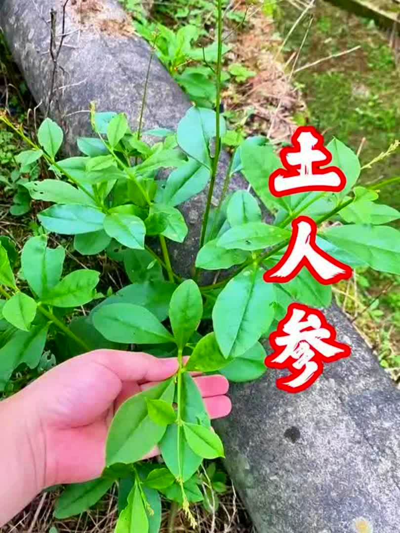 人参菜也就是土人参,在南方被当作蔬菜种植,日常补充营养超合适