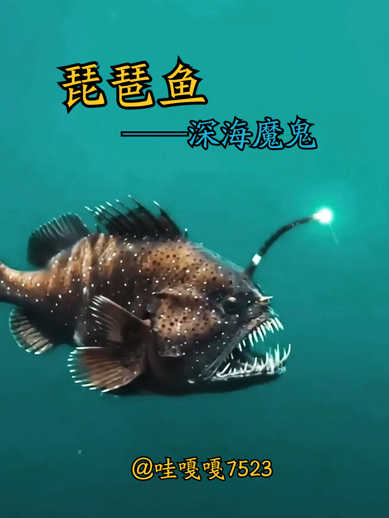 第2集 I 琵琶鱼 又名 鮟鱇鱼