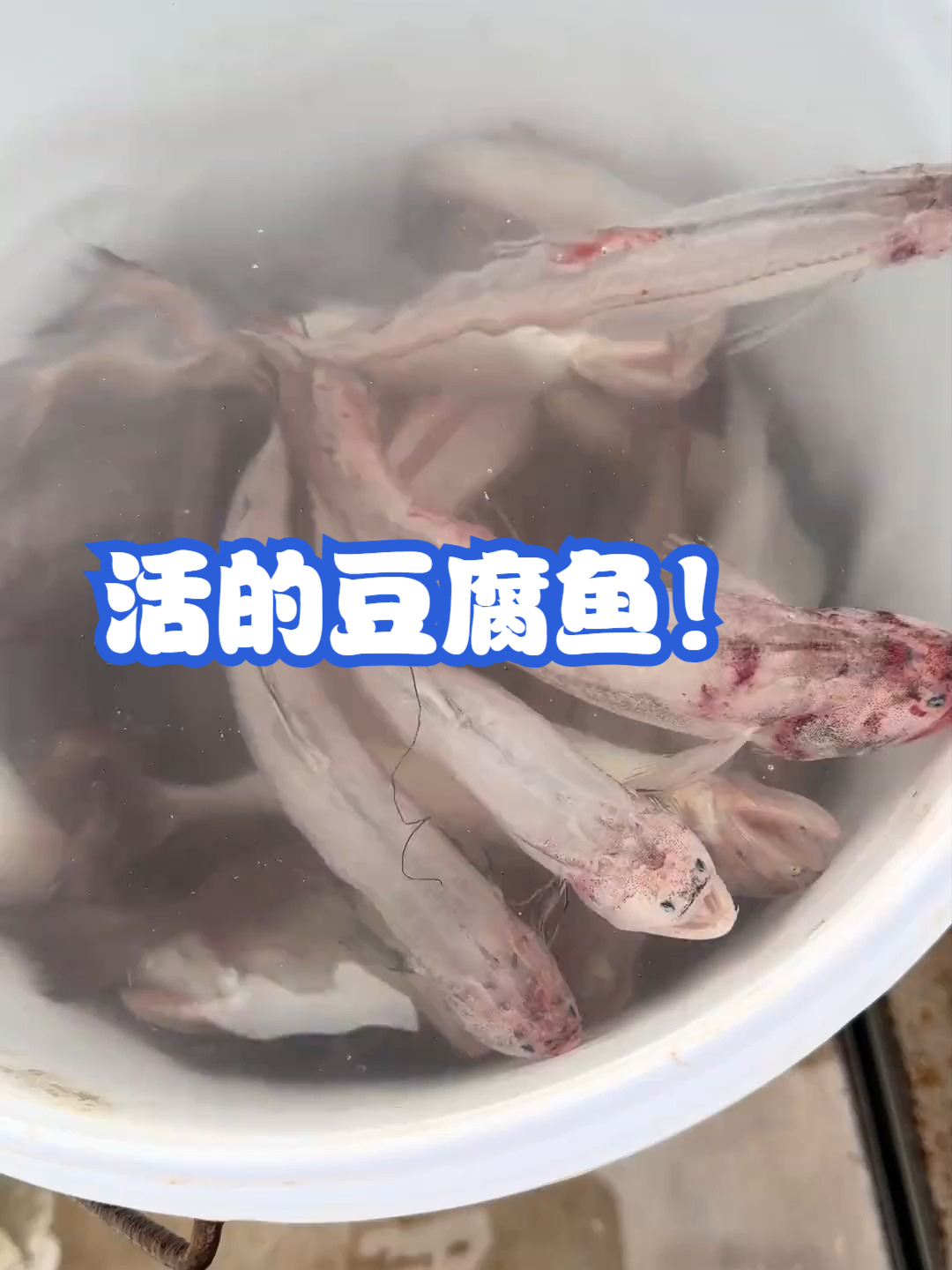 活的豆腐鱼!
