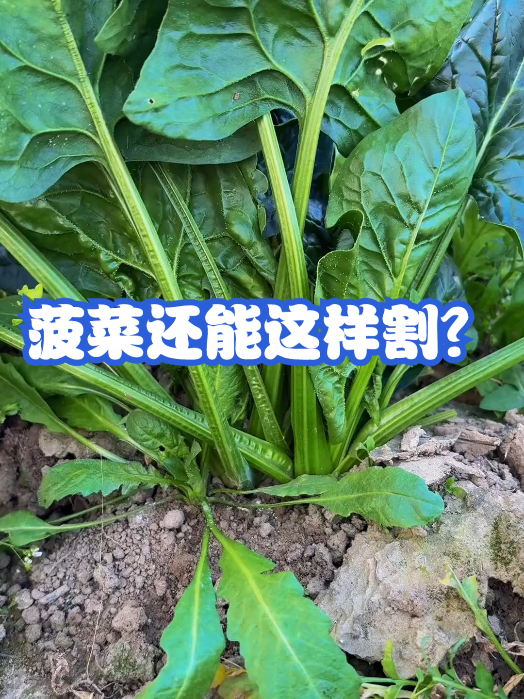 菠菜还能这样割?