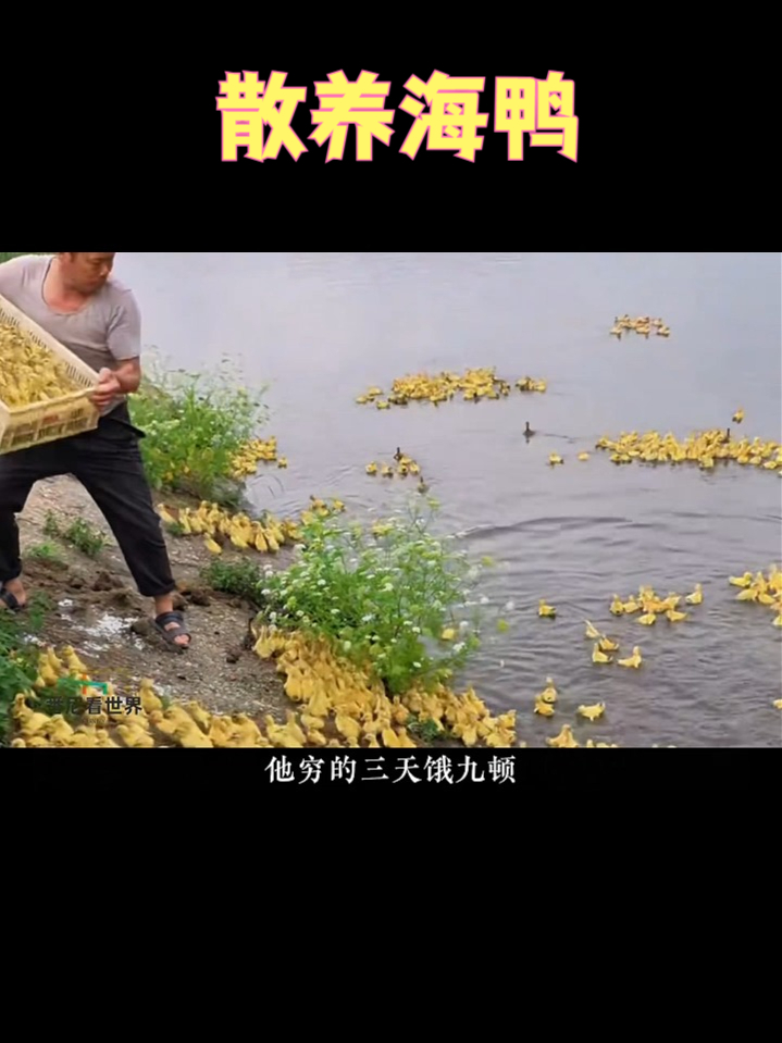 咸淡刚刚好！沙润流油的烤海鸭蛋谁吃谁迷糊