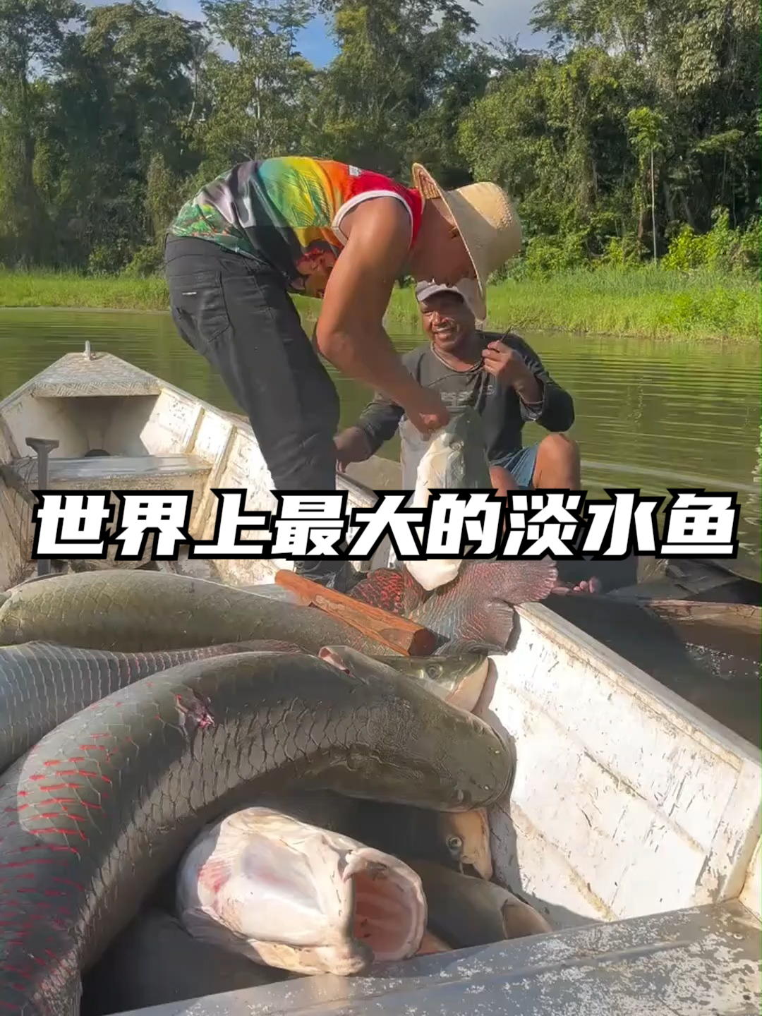 世界上最大的淡水鱼