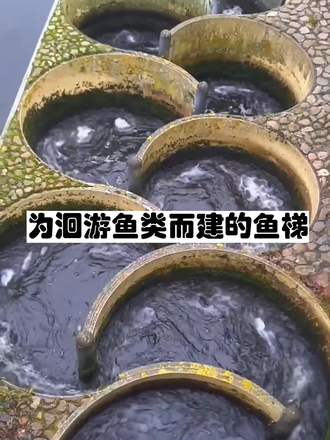 为洄游鱼类而建的鱼梯