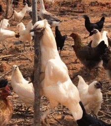 ��һ�ں���ͼ�Ʒ�ϵ�� Ů���첻��������Ҳ��������