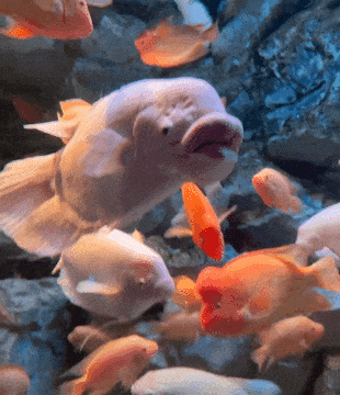 ��һ�ں���ͼ�Ʒ�ϵ�� Ů���첻��������Ҳ��������