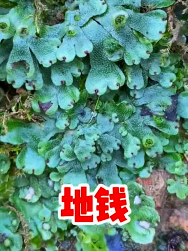 常见的地钱草,消炎护肤小能手,你了解它妙用吗?