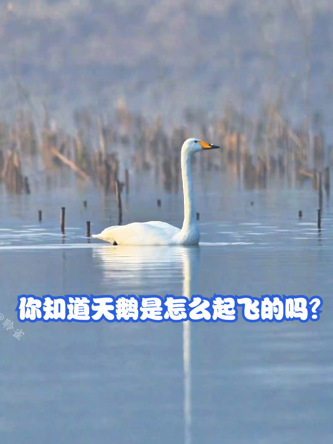 你知道天鹅是怎么起飞的吗?