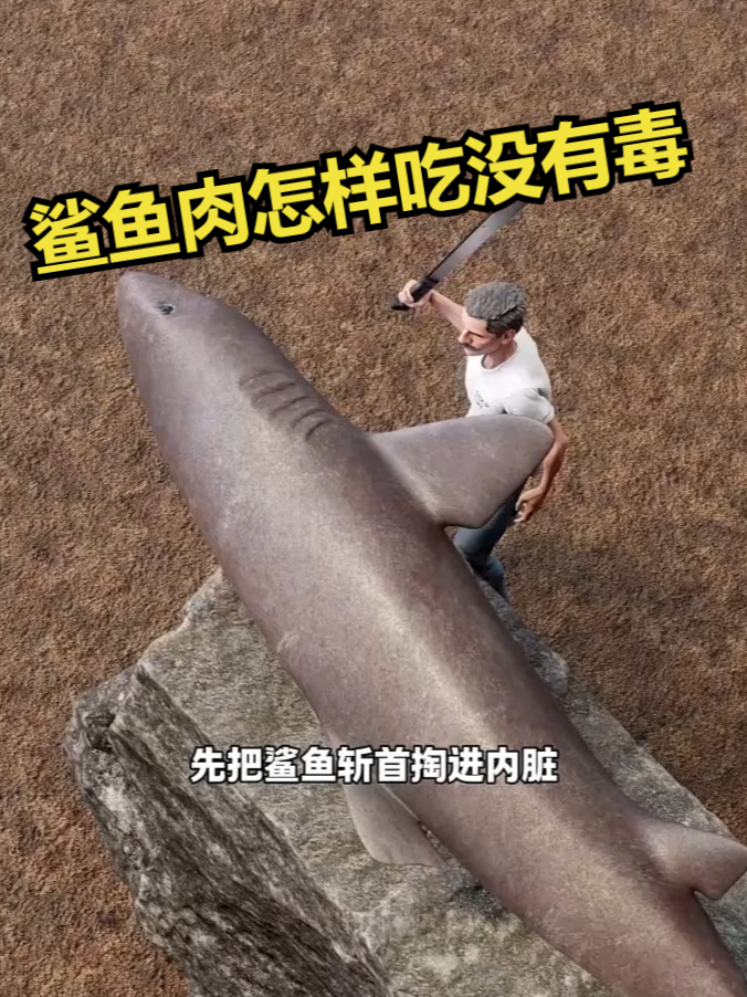 鲨鱼肉怎样吃才没有毒？