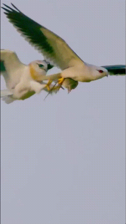 ���帣����ͼ�Ʒ�ϵ�� ���ò�˵��Ӱʦ̫��������