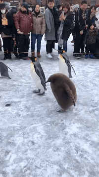 3DM����һ�̵�1609�� �������Ӱ������ȥ�أ�