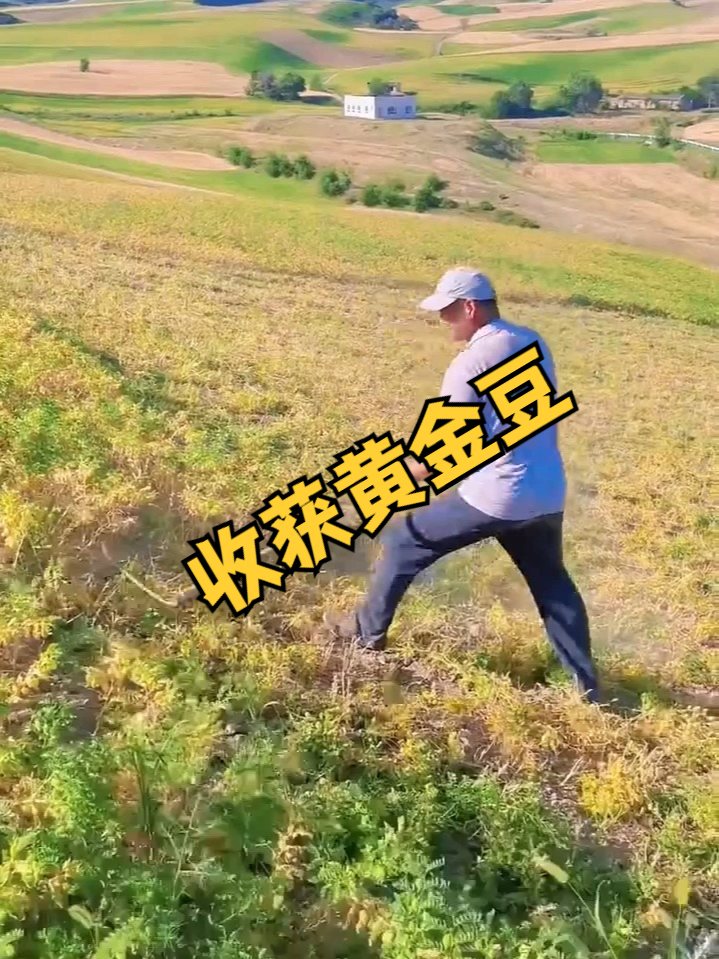 收获黄金豆