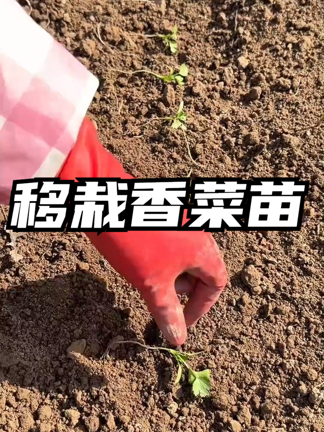 移栽香菜苗