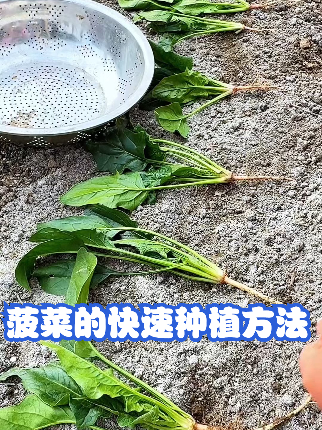 菠菜的快速种植方法