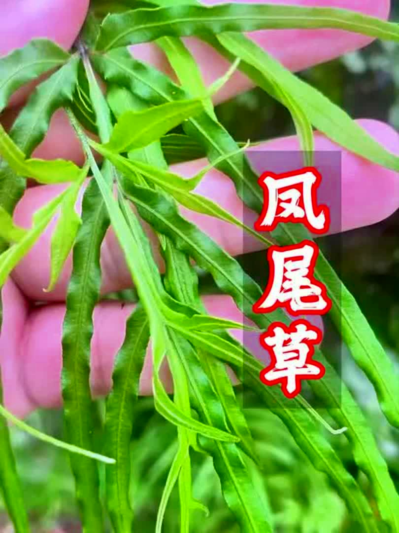 凤尾草也叫鸡爪草,是一种好东西,我们村现在已经很少了