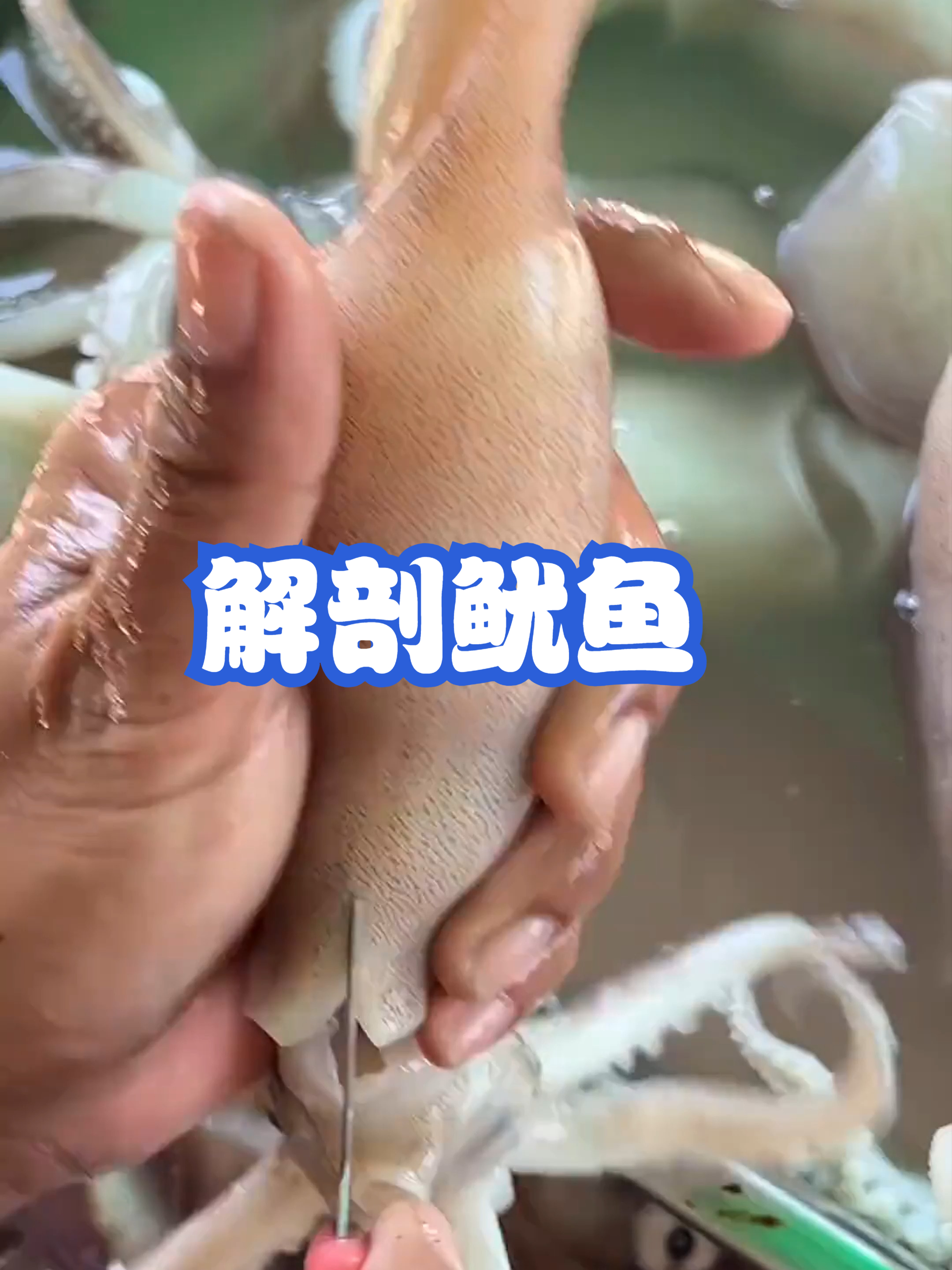 解剖鱿鱼
