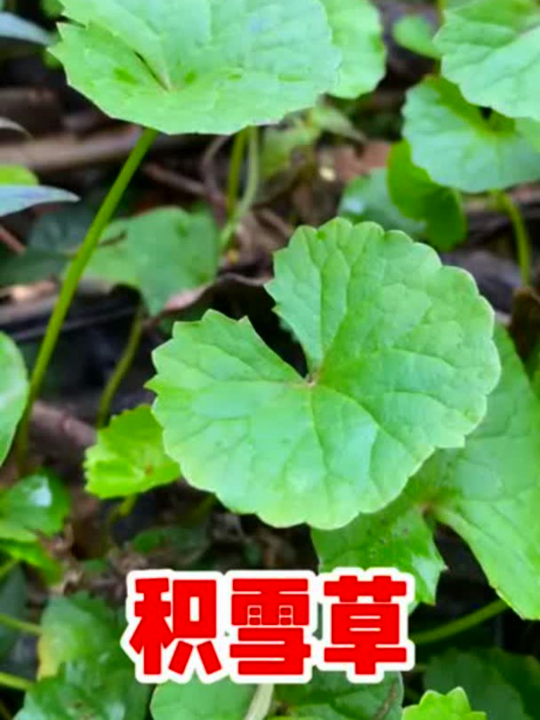 积雪草也叫雷公根,舒缓敏感超在行,它的好处你知道吗?