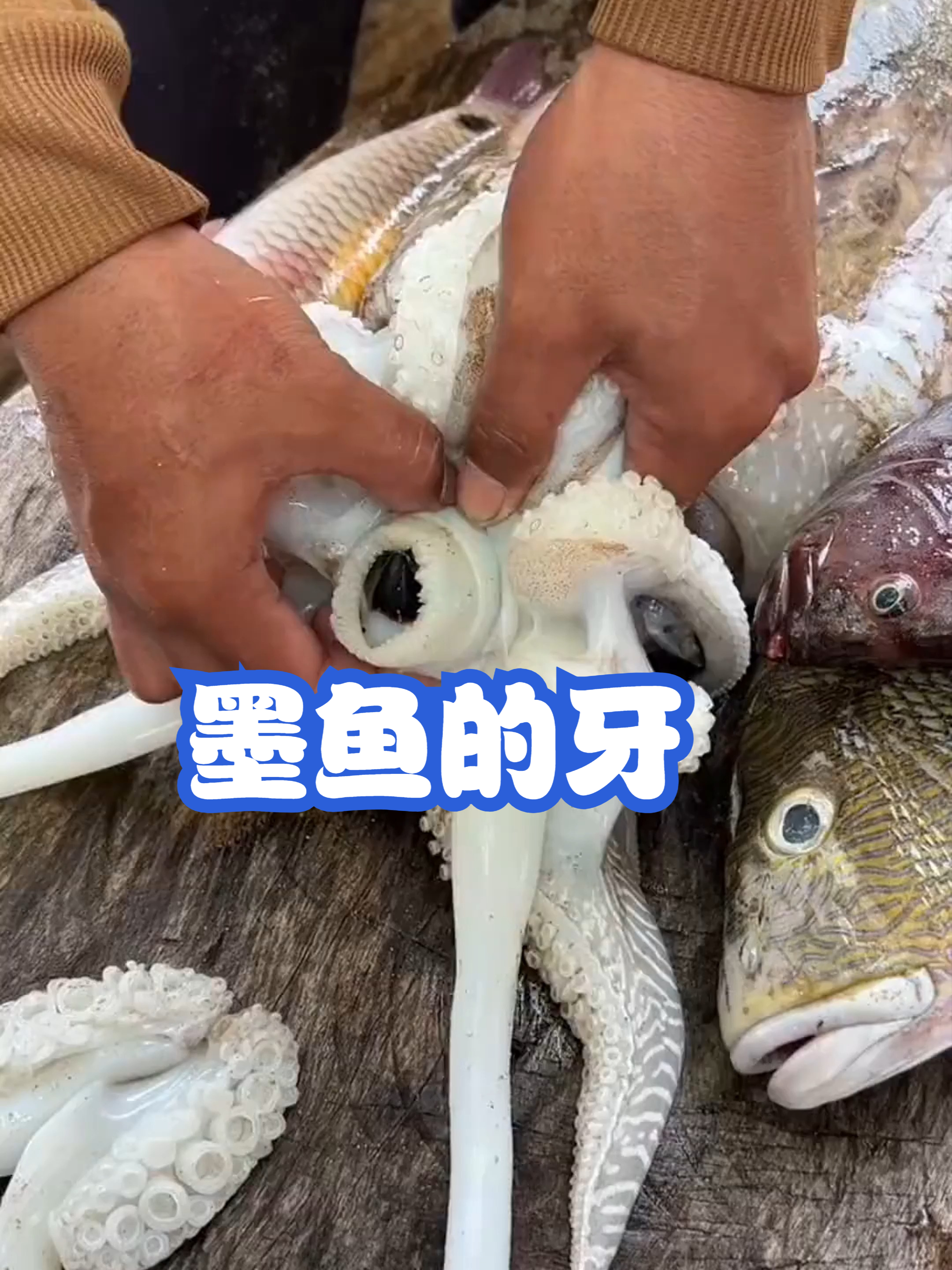 墨鱼的牙竟然长这样?