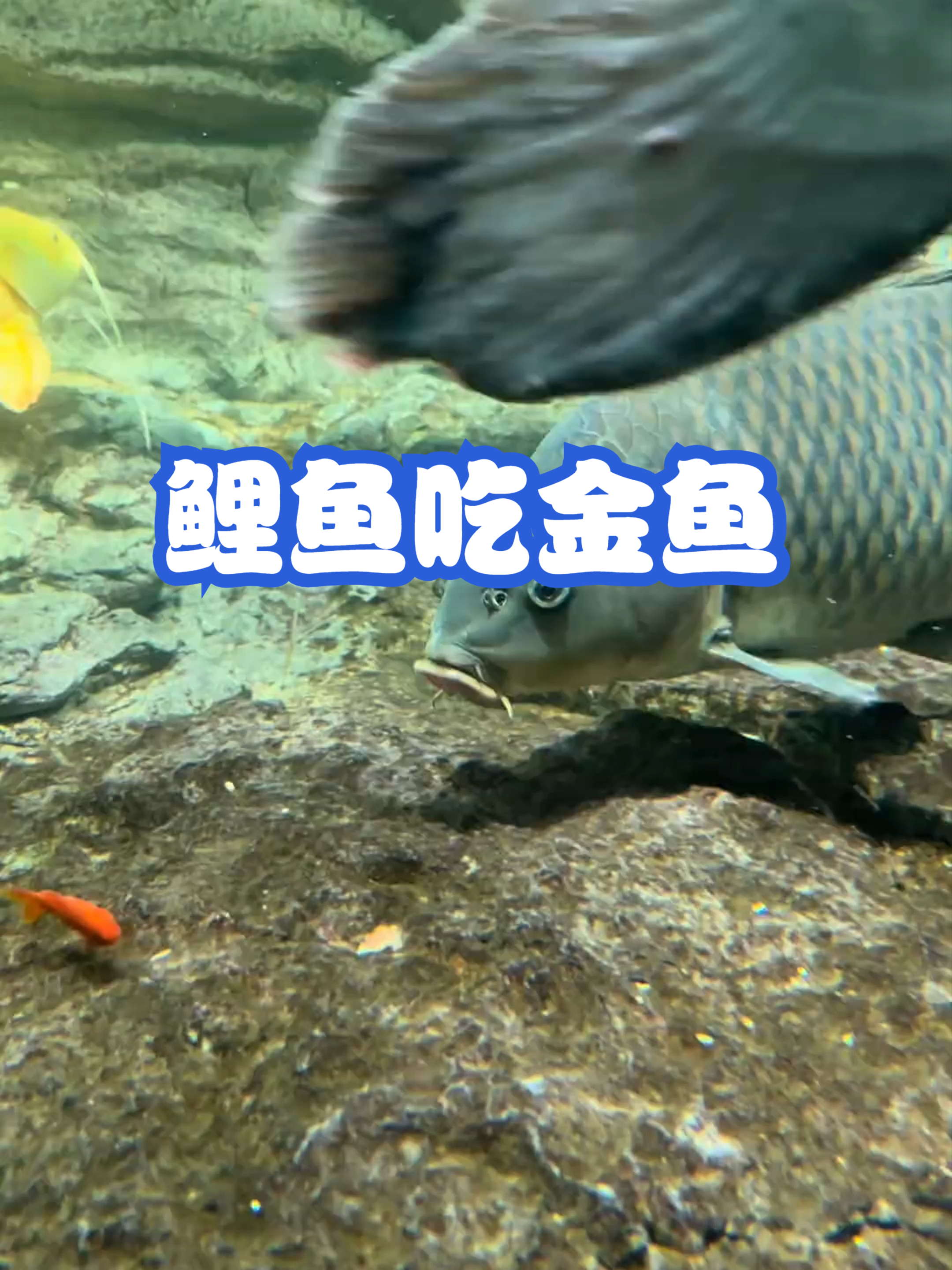 鲤鱼吃金鱼