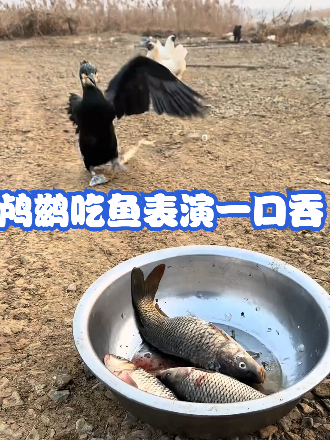 鸬鹚吃鱼表演一口吞