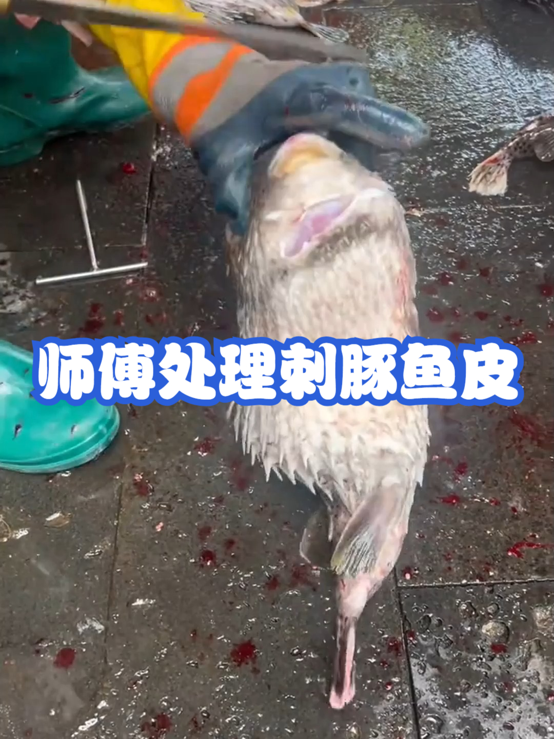 师傅处理刺豚鱼皮