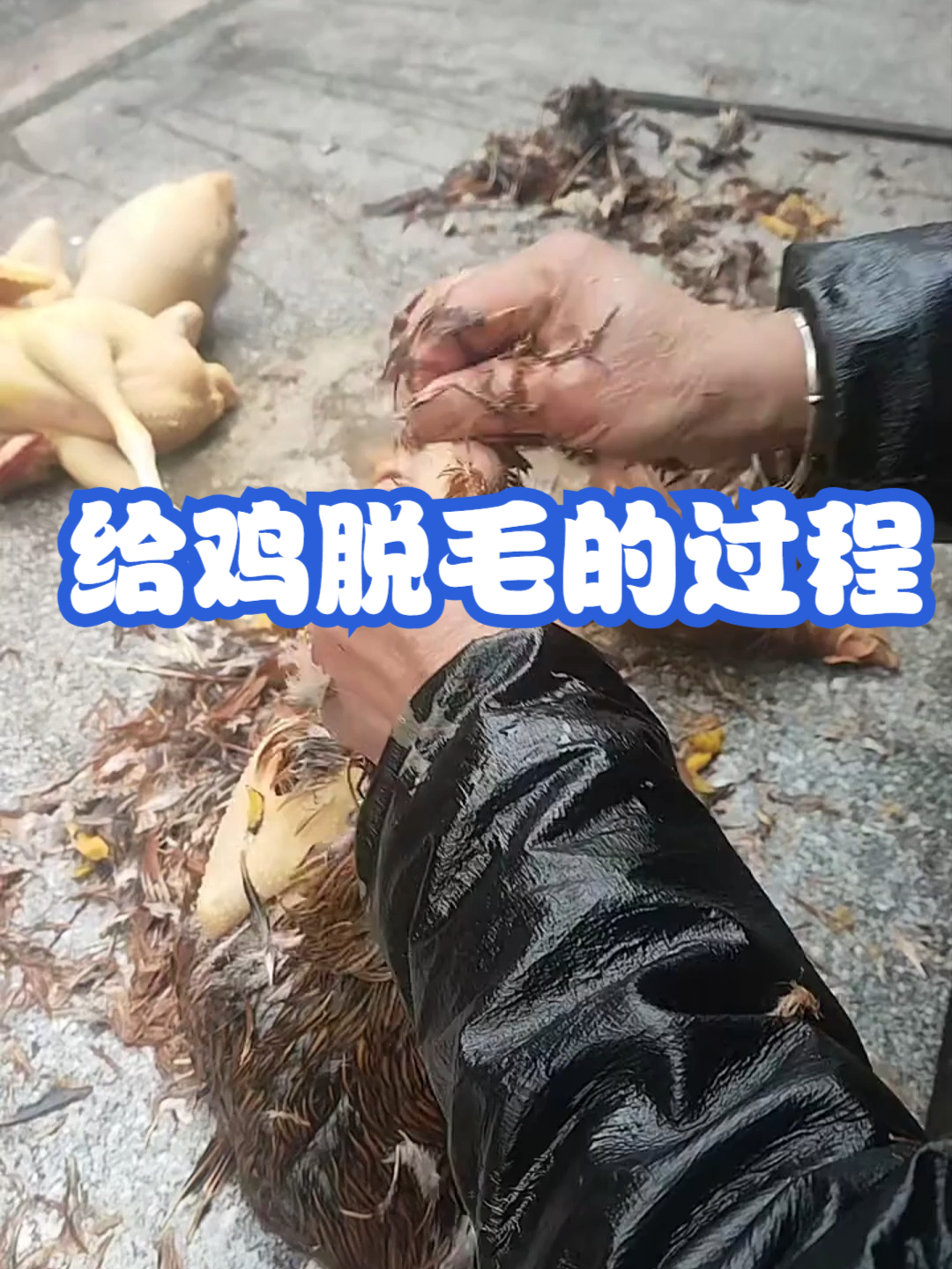 给鸡脱毛的过程