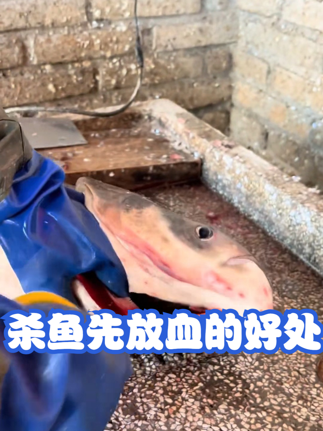 杀鱼先放血的好处