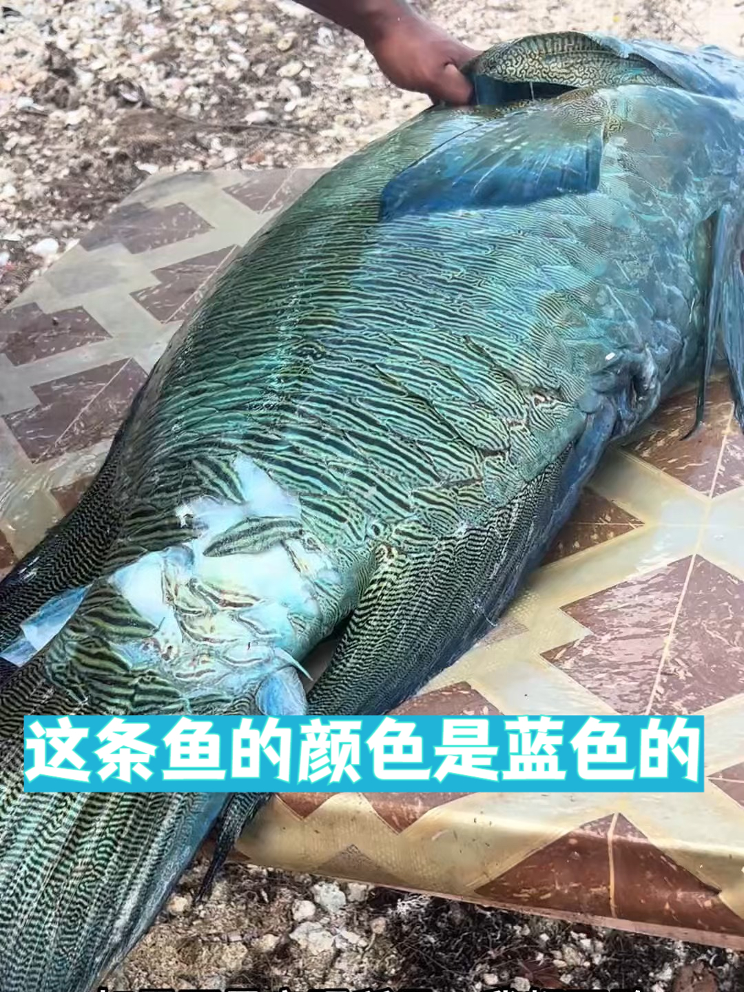 这条鱼的颜色是蓝色的