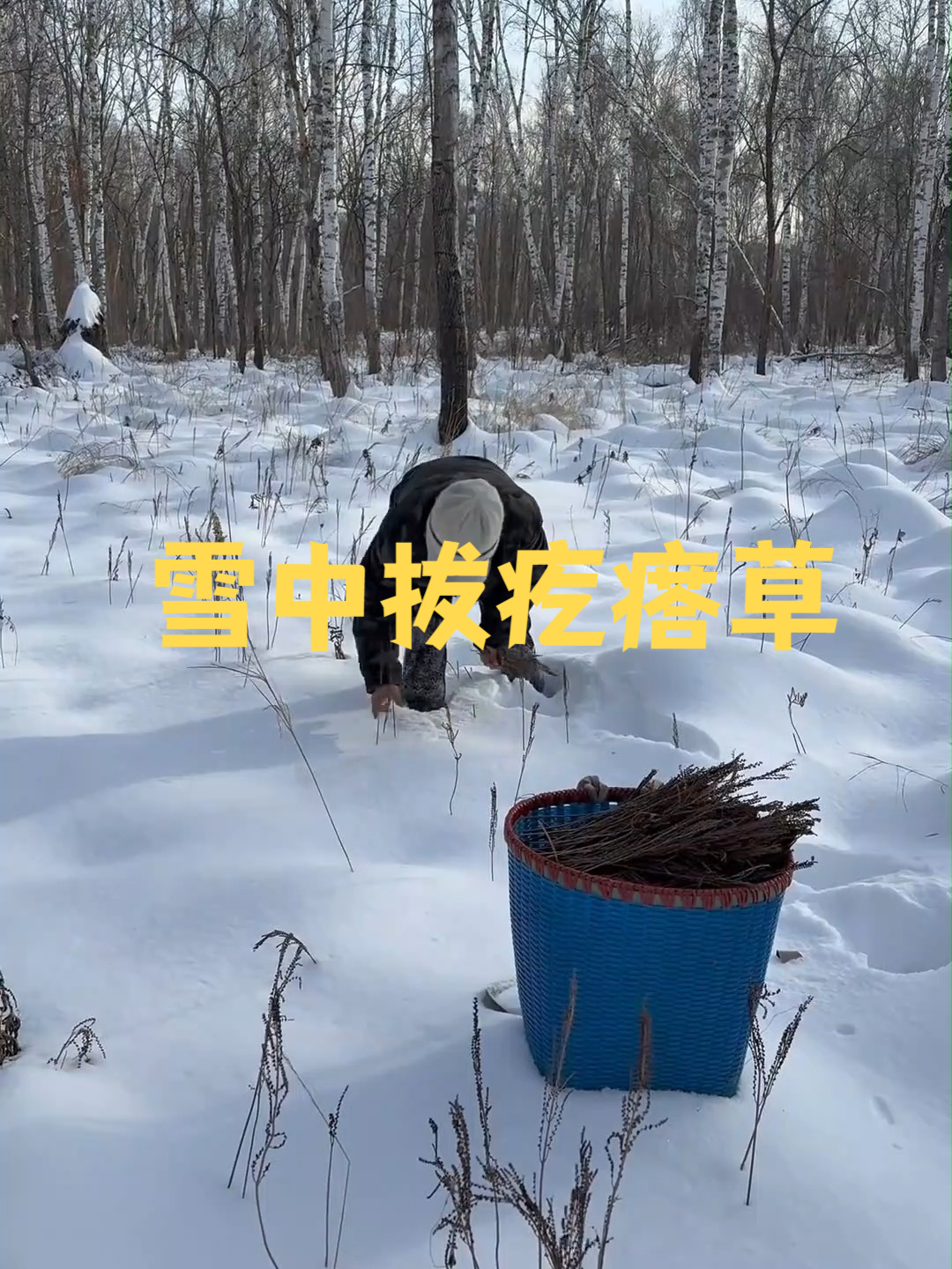 雪中拔疙瘩草