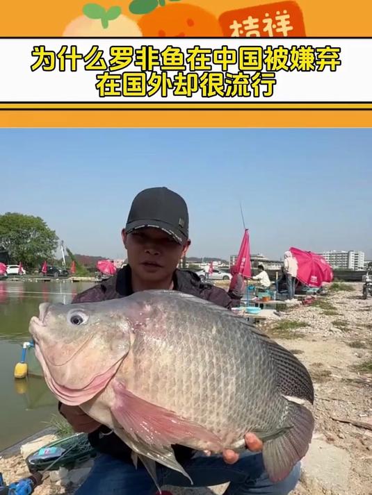 为什么罗非鱼在中国被嫌弃