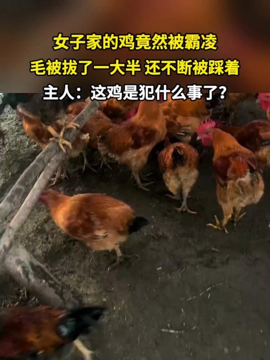 女子家的鸡竟然被霸凌 毛被拔了一大半 还不断被踩着 主人:这鸡是犯什么事了?