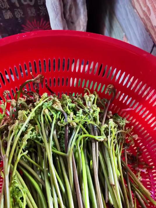 想必大家都吃上今年春天的第一顿蕨菜了吧？
