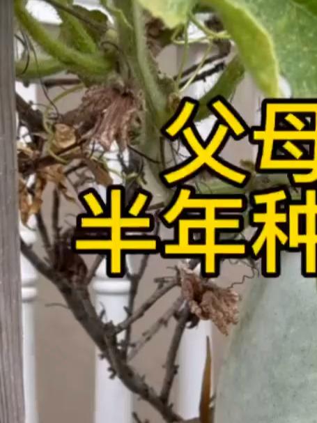 爸妈到底来美国种了多少菜