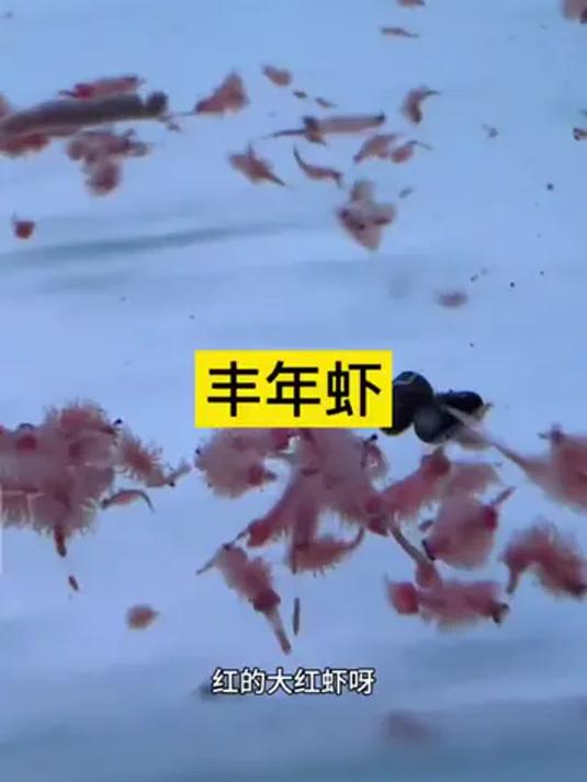 养鱼必备:常温可存的干净丰年虾鱼饲料