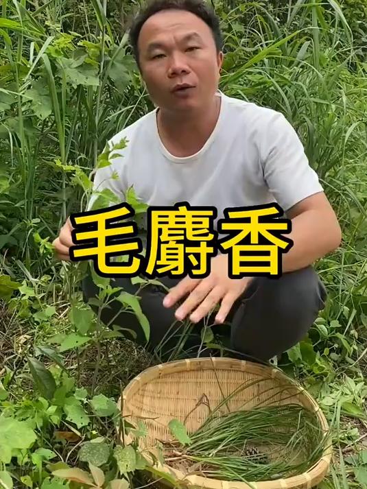毛麝香,野生中草药