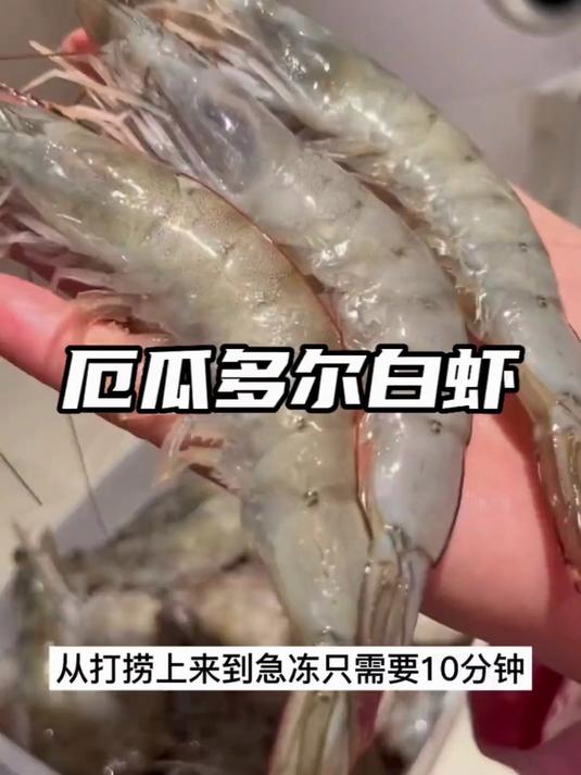 厄瓜多尔白虾太赞了！个头大够新鲜，闭眼入～