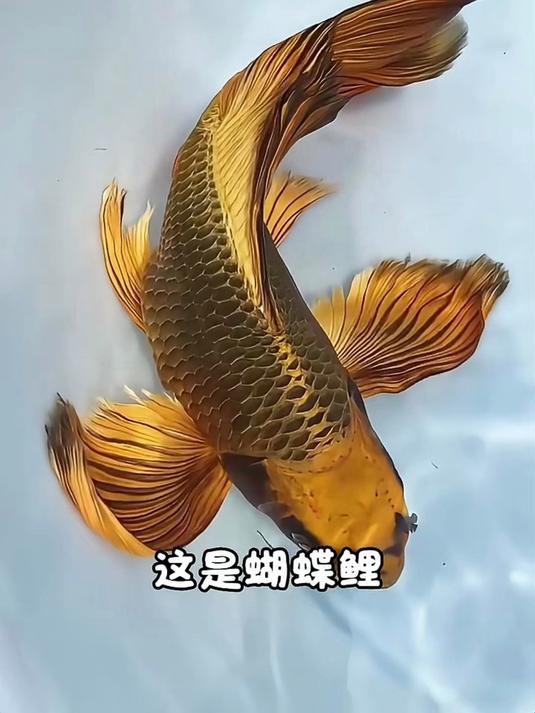 分享一下不同品种的鲤鱼!