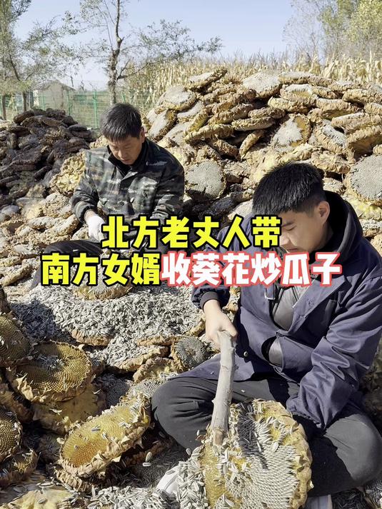 北方老丈人带南方女婿收葵花炒瓜子