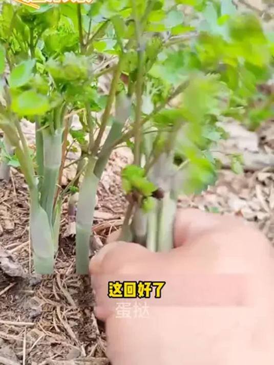 想尝鲜野菜?种猫爪菜就对啦!家人们快行动