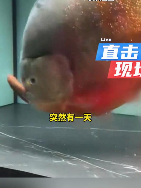 鱼友喂食人鱼时手指被鱼咬碎,无奈只能用脚趾去接手指