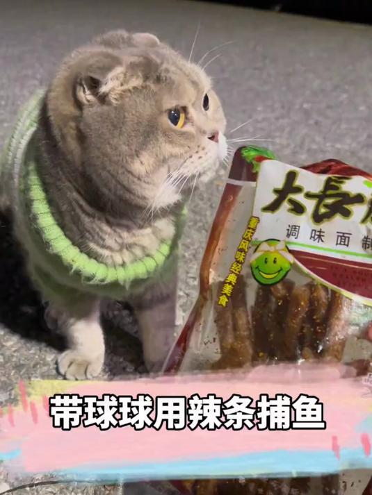 用辣条真能网上来鱼?招财猫 萌宠 捕鱼